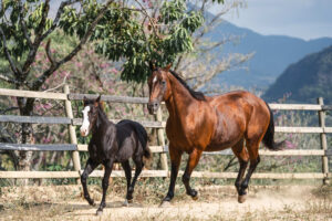 Caballos para cutting en Colombia
