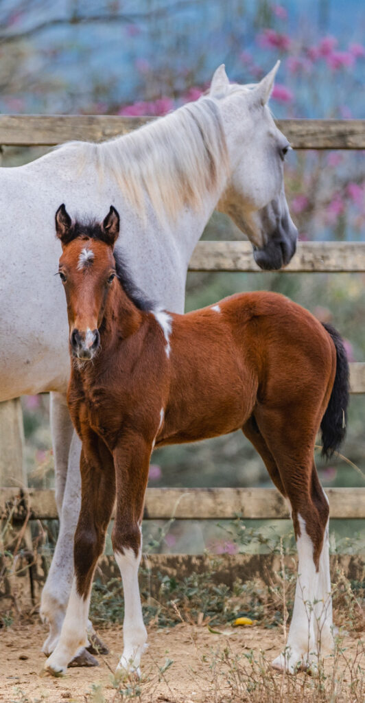Cría y manejo reproductivo cutting en Colombia