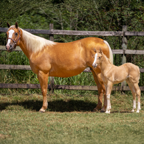 potro cuarto de milla con genética superior en Colombia
