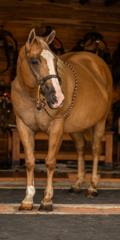Selección genética y pedigrí en caballos de cuarto de milla en Colombia