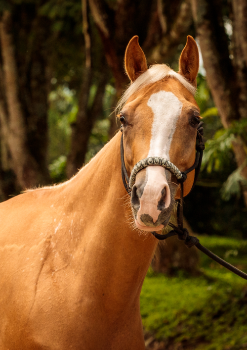 criadero de caballos cuarto de milla en Colombia