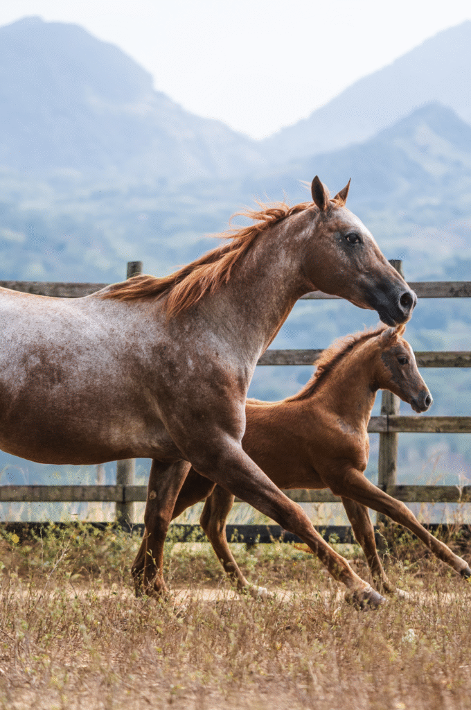 Selección genética caballos para cutting