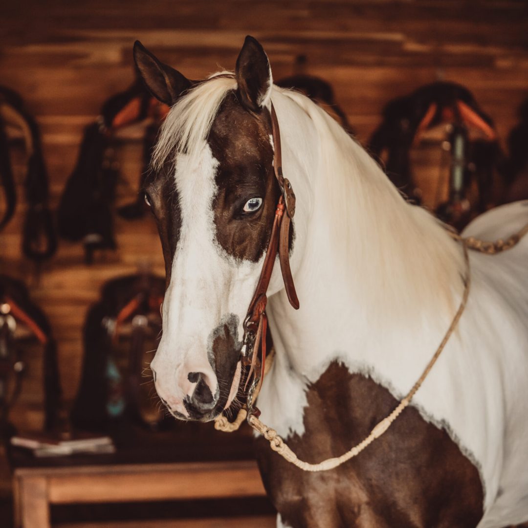 Juan D Ranch 2-31 (1)