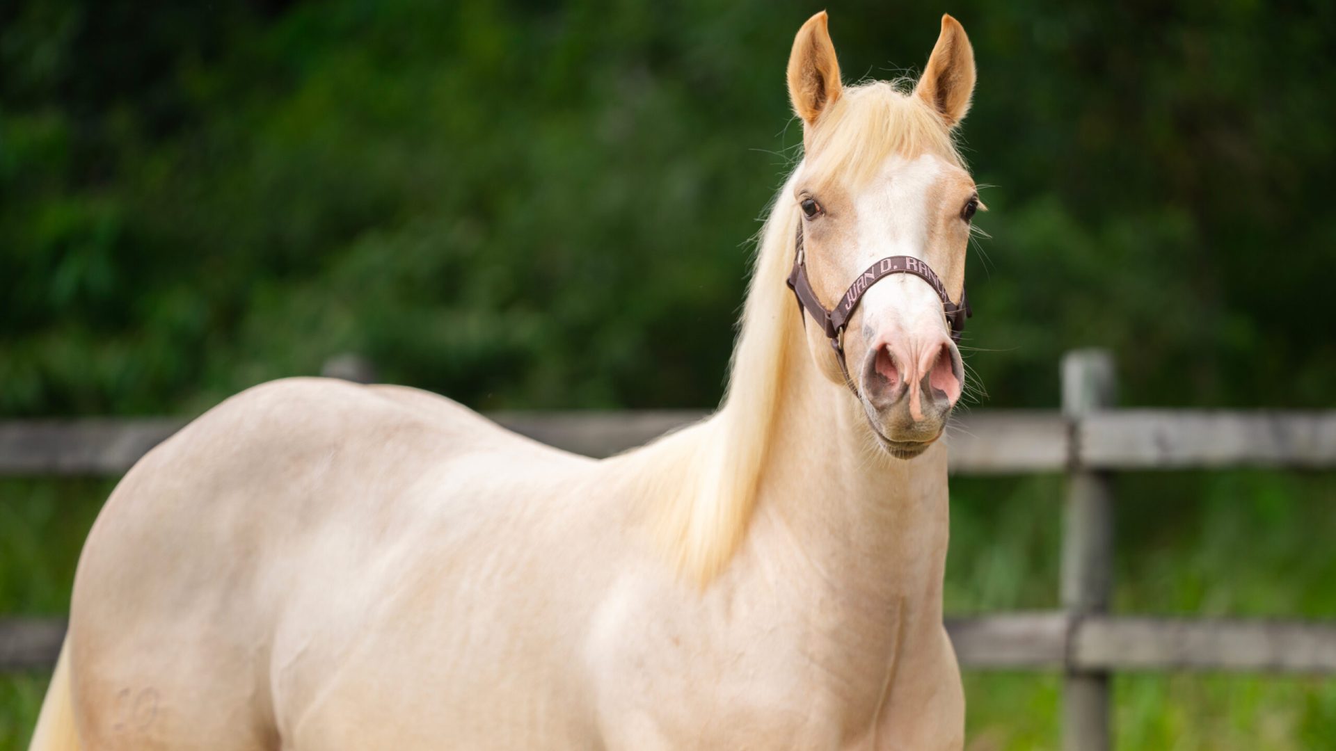 Caballo APHA y AQHA en Colombia