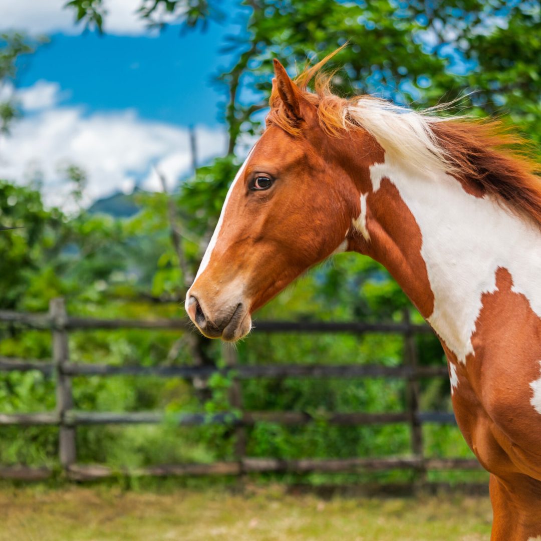 Juan D Ranch Jul 2025-63