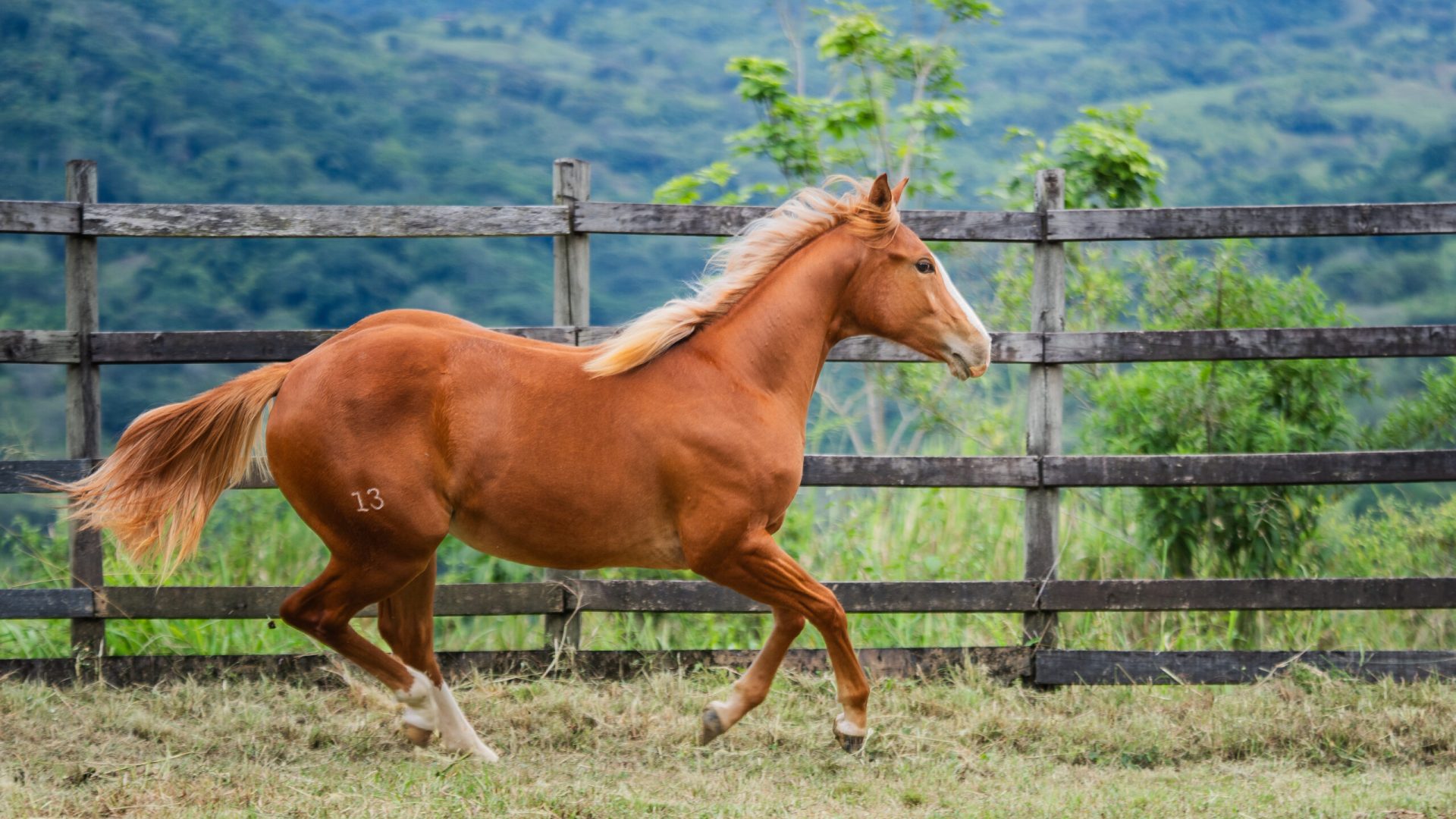 Caballo APHA y AQHA en Colombia